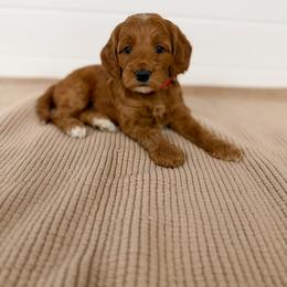 Red Collar - Red  female Goldendoodle puppy in Billings, Montana from Montana Raised Doodles