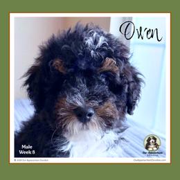 Owen - Tri-color male Bernedoodle puppy in Branchland, West Virginia from Our Appalachian Doodles