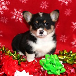 RF1 - Black and tan female Pembroke Welsh Corgi puppy in Texas from Wild West Corgis of Texas