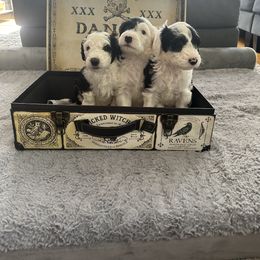 Sheepadoodle Puppies from Chicago Sheepadoodles