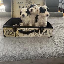 Sheepadoodle Puppies from Chicago Sheepadoodles