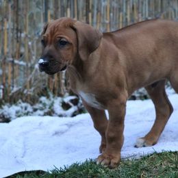 Rhodesian Ridgeback Puppies from Supernova Ridgebacks