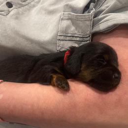 Dachshund Puppies from ozge Nill