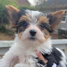 Charlie (Raiden) - Parti Yorkshire Terrier puppy in Elon, North Carolina from Parti Yorkies