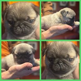Green Puppy - Fawn male Pug puppy in S AI Nt Johns, Michigan from Harmony Herd Family Farm AKC Pugs
