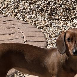 RILEY - Dachshund