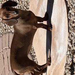 RILEY - Dachshund