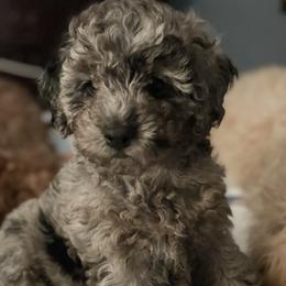 Cockapoos, Goldendoodles, and Poodles from Mason Farmhouse Poodles, Doodles & Poos (Breeding & Stud Services)