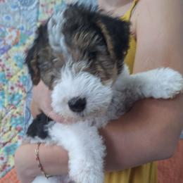 Rosalind - White black and tan female Wire Fox Terrier puppy in Lancaster, Missouri from Missouri Meadows Farm