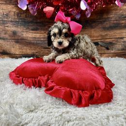 Ivy - Chocolate female Cavapoo puppy in Lancaster, Missouri from Cavapoo Acres