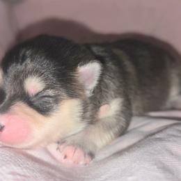 Pink Girl - Black and white female Pomsky puppy in Kennewick, Washington from Nebula Ranch Pomskies