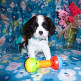 Chase - Black and white male Cavalier King Charles Spaniel puppy in Woonsocket, Rhode Island from Walnut Grove Cavaliers