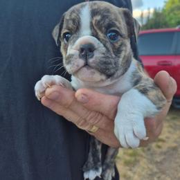 PINK - Red brindle female Bulldog puppy in Walhalla, South Carolina from Lowery's English Bulldogs