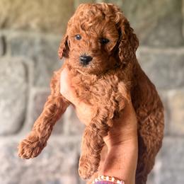 Green collar - Red  female Goldendoodle puppy in Sheldon, Vermont from Ole Poor Farm