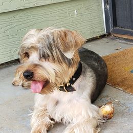 FAB - Yorkshire Terrier