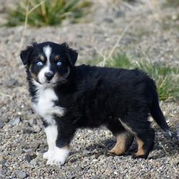 Phoenix - Black tri-color male Australian Shepherd puppy in Prineville, Oregon from KC’s Aussies
