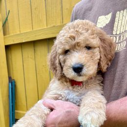 Maverick - Cream Goldendoodle puppy in Toledo, Ohio from Doodle Devotion
