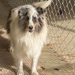 Shetland Sheepdog All Grown Up from Millennium Shelties