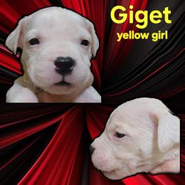 Girl 2 - yellow girl - White female Dogo Argentino puppy in Blythe, California from Dogos del Gran Reino