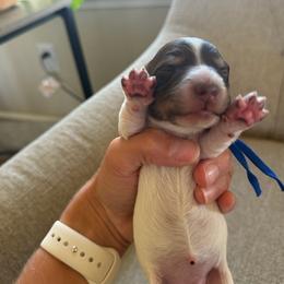 Hershey blue - Piebald female Dachshund puppy in Stockton, California from Dairy Creek Dachshunds