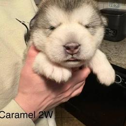 Caramel - Gray and white female Alaskan Malamute puppy in Indianapolis, Indiana from Kasaan Alaskan Malamutes