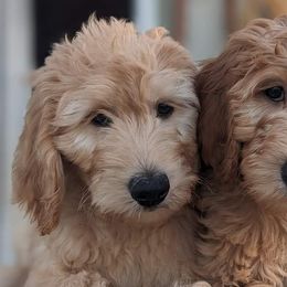 Goldendoodles from Golden Hearted Goldendoodles
