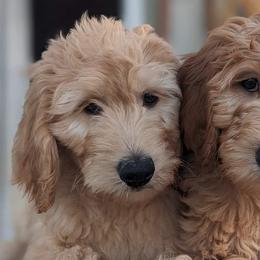 Goldendoodles from Golden Hearted Goldendoodles
