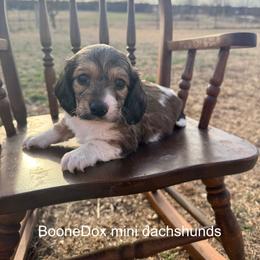 Jax - Cream male Dachshund puppy in Lexington, Oklahoma from BooneDox Miniature Dachshunds