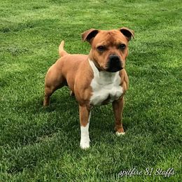 Staffordshire Bull Terrier All Grown Up from Spitfire 81 Staff's