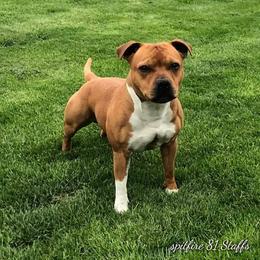 Staffordshire Bull Terrier All Grown Up from Spitfire 81 Staff's