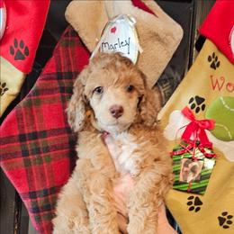 Star - Sable female Poodle puppy in Casa Grande, Arizona from Arizona's Once Upon A Boston and Poodle ❤️