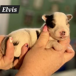Shetland Sheepdog Puppies from Heavenly Shelties