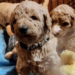 Boy 2 - Apricot Labradoodle puppy in Fostoria, Michigan from North Country Kennel Club