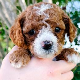 Girl 1 - Red female Cavapoo puppy in San Antonio, Texas from Cariad Doodles