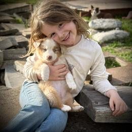Petite - Blue merle female Miniature Australian Shepherd puppy in North Lakeport, California from Wild Rose Ranch