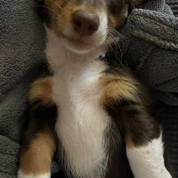 Dachshunds from EB's Cajun Lil' Doxies