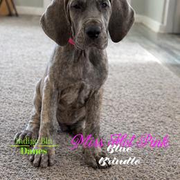 Miss Hot Pink - Brindle female Great Dane puppy in Monroe, Utah from Indigo Blu Danes