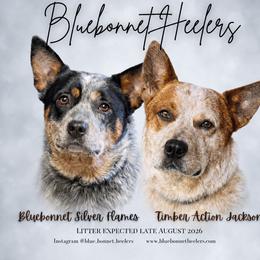Australian Cattle Dog puppies from Bluebonnet Heelers