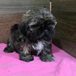 Trixy Girl 3 - Brindle female Shih Tzu puppy in Meadows Of Dan, Virginia from Walt’s Shih Tzus