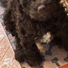 Girl 4 - Brown female Lagotto Romagnolo puppy in Southbury, Connecticut from dei Allegre Lagotto Romagnolo