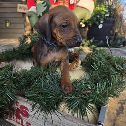Blue Blue and White Collar - Rd whtn blk nose male Rhodesian Ridgeback puppy in Gaffney, South Carolina from Circle D Farms