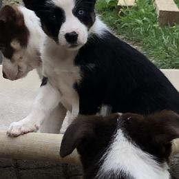 Border Collie Puppies from Dahlia Lane