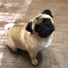 Stormie - Pug