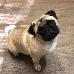 Stormie - Pug