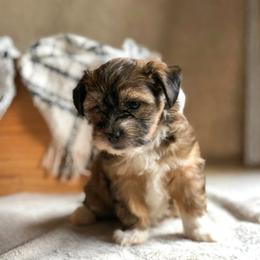 Shih Tzu Puppies from Nelly Kolomiyets