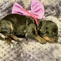 Girl 3 - Black and tan female Cavapoo puppy in Nampa,, Idaho from Clig Doodle Days