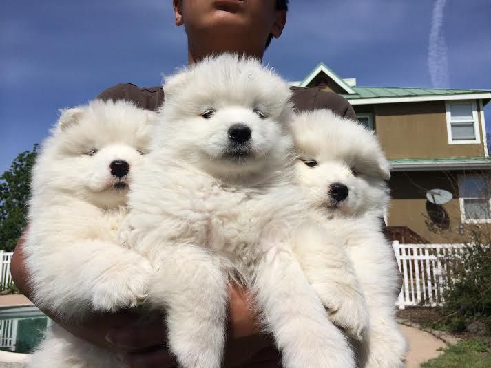 Silver mist hot sale samoyeds