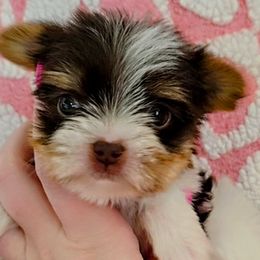 Poodles and Yorkshire Terriers from Bella Gail Kennels