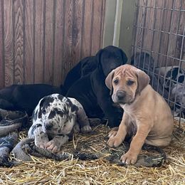 Great Dane and Old English Sheepdog Puppies from The Buttercream Ranch