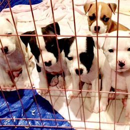 American Staffordshire Terrier Puppies from Ohana Amstaffs